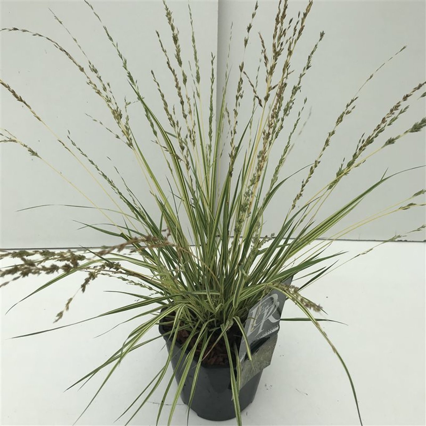 Molinia caerulea 'Variegata' - C2